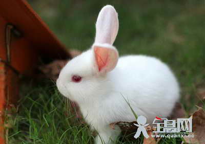 有趣的动物小白兔两级