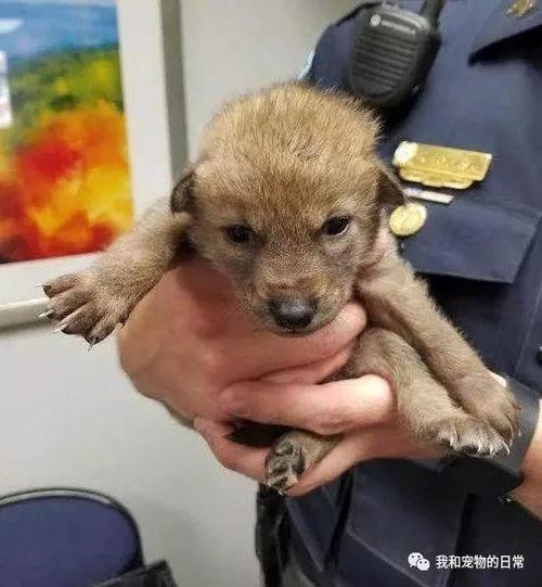 小狗作为警察