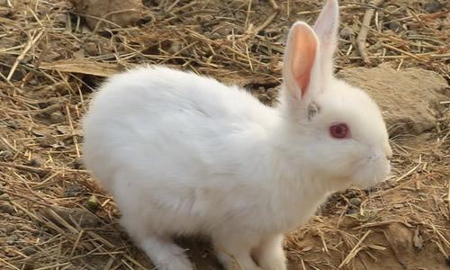 我喜欢小动物 - 小白色兔子_350字