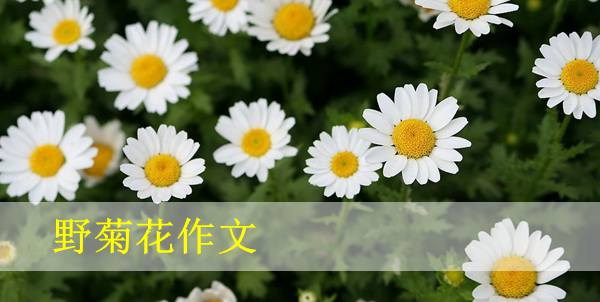 Chrysanthemum _600字