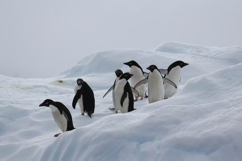 南极矮子 - 企鹅_200字