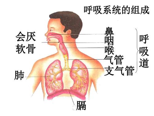 空气污染对呼吸系统_300字的影响