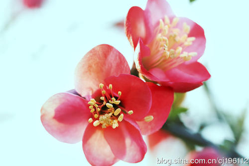 桃花是开放的，可爱的深红色爱情是轻盈的