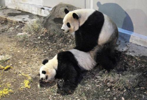 巨大的熊猫在动物园里_350字