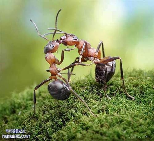 两个蚂蚁启示_550字