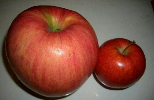 我喜欢吃的果实------苹果_100字