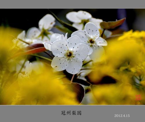 Zizhou Pear Show _200字