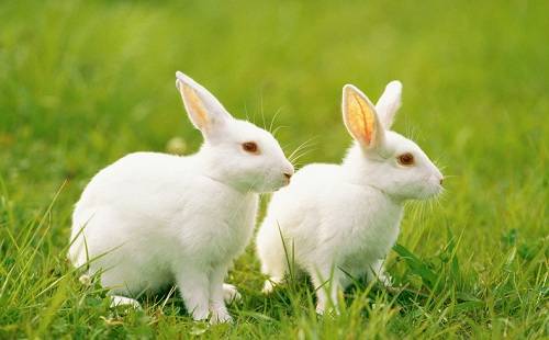 我的长耳朵兔子_700字