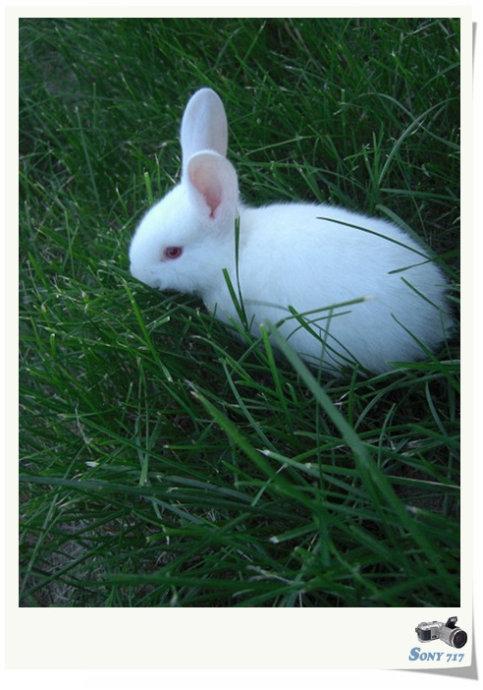 可爱的小白色兔子 - 可可_550字