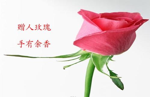 [2012年夏季论文]礼品玫瑰，手有香水_800字