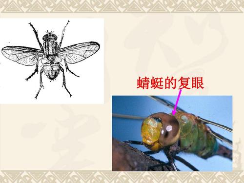 昆虫世界_550字