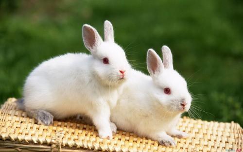 与Xiaobai兔子的组成：小白兔子_550字