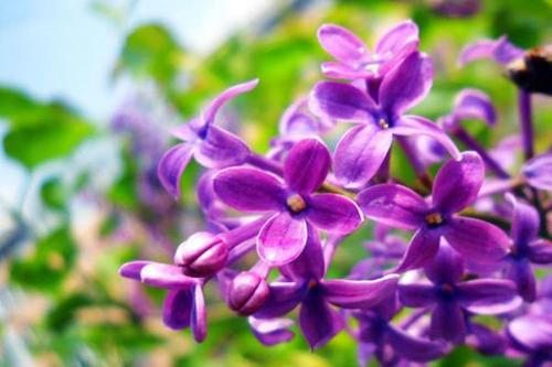 后来我了解到淡紫色可以制作一个大香气：事实证明，打开了几百，香味如此强大。这与我们的人类相同，只有团结，权力是最大的。