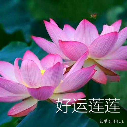Lotus _900字