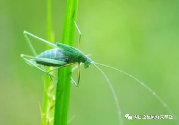 【优秀作文】三山教育子鱼妙作文之优秀作品展示（五）：程梓溢《夏日·童年·螽斯》 2