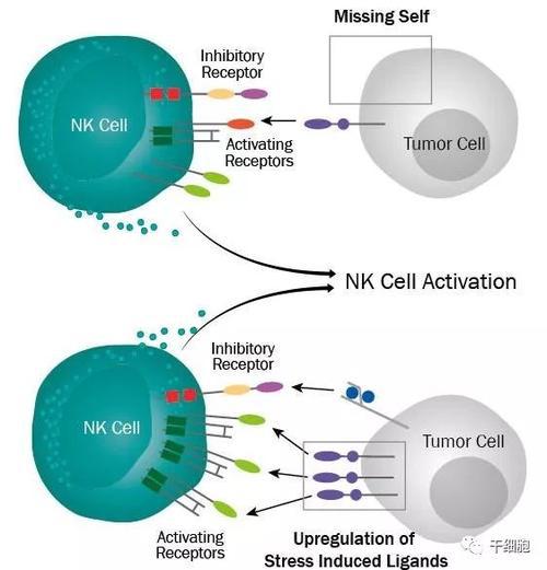 外周血小细胞癌患者体内静脉血DC亚型与NK细胞的关系论文
