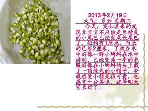 种豆芽 观察豆芽日记一则400字