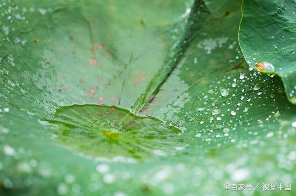 初中生优秀作文：春雨