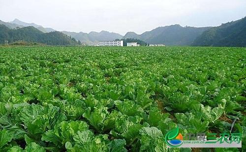 西藏蔬菜制种中三系配套法的运用及展望论文