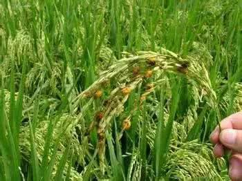 皖东地区夏季农作物高温热害与防控技术论文