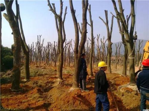 干旱地区园林绿化中的大树移植技术论文