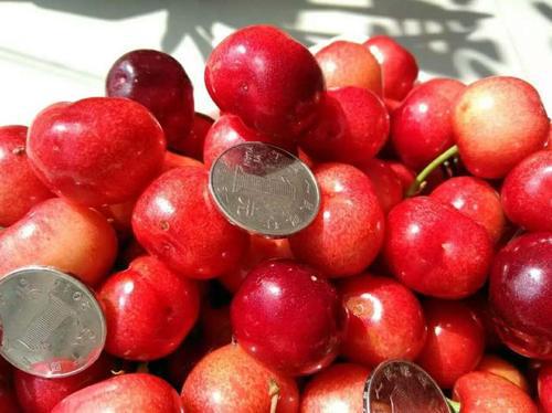 红宝甜樱桃在芮城县的表现及栽培技术论文