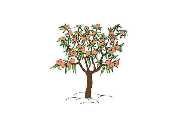 三年级作文：我是一棵桃树