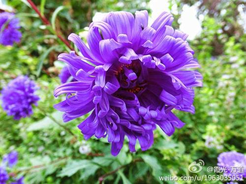 紫菊_2000字