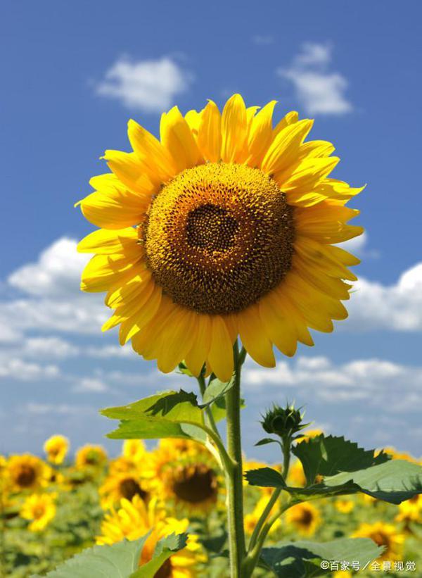 中学生作文：《向日葵的微笑》，只有向日葵知道，阳光将去哪里