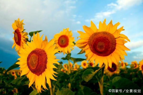 中学生作文：《向日葵的微笑》，只有向日葵知道，阳光将去哪里 1