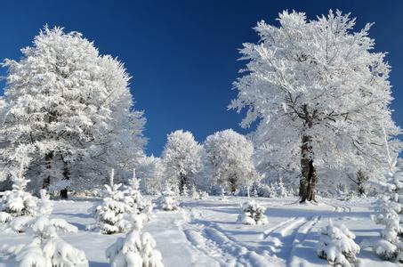 有关雪的优美段落