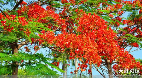 [七月浅谈] 人・花・树_800字