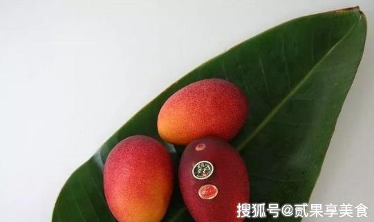 揭秘天价芒果“太阳蛋”，日本是怎么种的，看后感叹万分呀 3