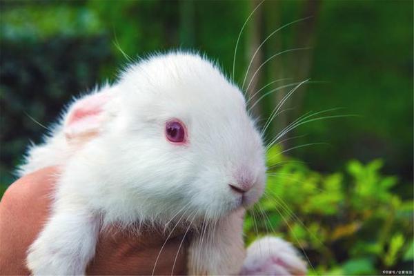 小朋友都比较喜欢可爱的兔子，可是你们会写关于兔子的作文吗