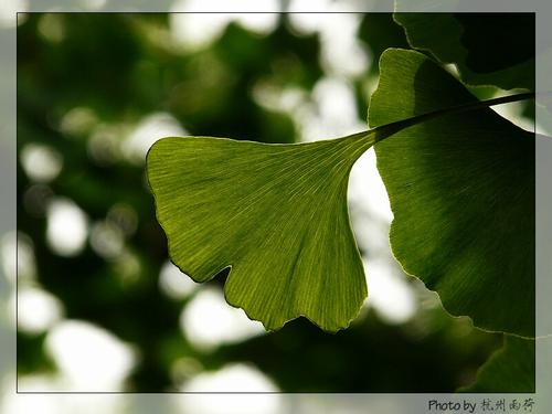 高三写景作文：树叶林童话_900字