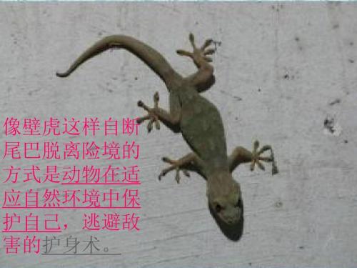 窗纱上的壁虎_900字