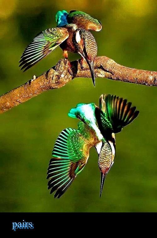 热带飞禽世界 神奇的热带雨林作文500字