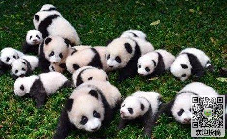 可爱的国宝 可爱的熊猫作文900字