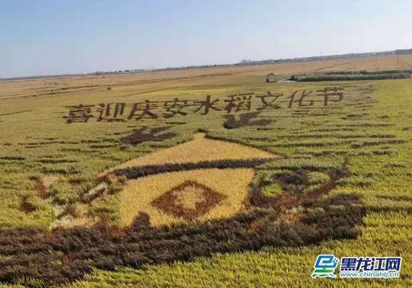 【新时代东北振兴】庆安稻作文化公园：打造稻作文化名片 2