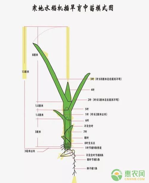 水稻生产栽培技术分析的论文