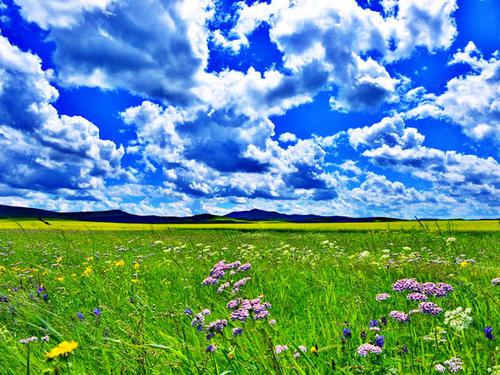 美丽的呼伦贝尔大草原 美丽的大草原300字作文