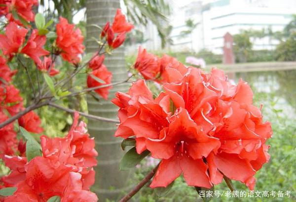 高考作文辅导60：文化无定格，贵在鲜活（争议性时评写作）