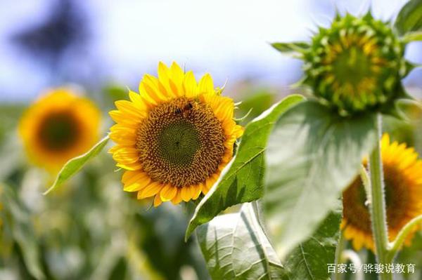 小学生优秀作文：《我爱太阳花》，太阳花像个孩子快乐地成长着 2
