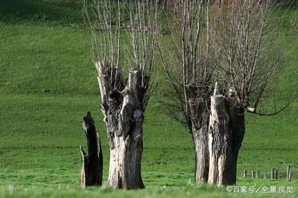 真题作文：若没有柳树，我走不出那段阴霾 1