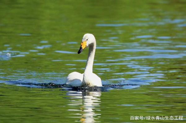 “中国湖泊环境治理与保护的思考”读后感 1