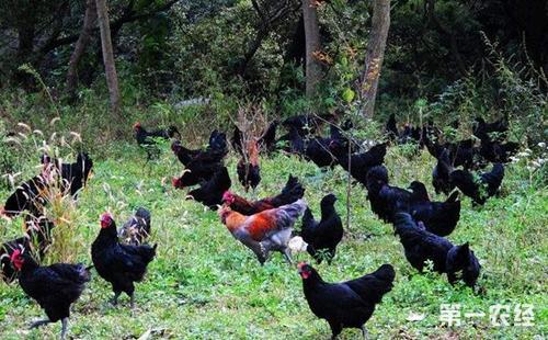 山地生态鸡的养殖技术要点论文