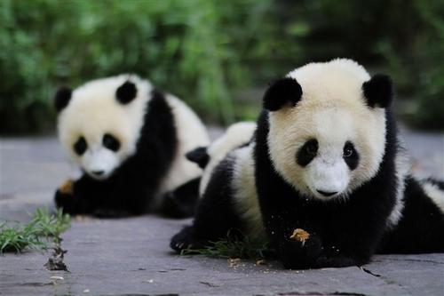 熊猫的独白 想象变成动物的作文600字