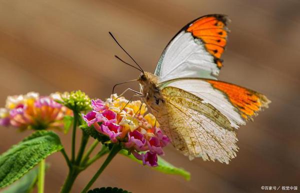 写昆虫的作文：春天的蝴蝶