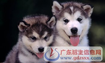 [PK赛]动物构图：puppy_350个单词