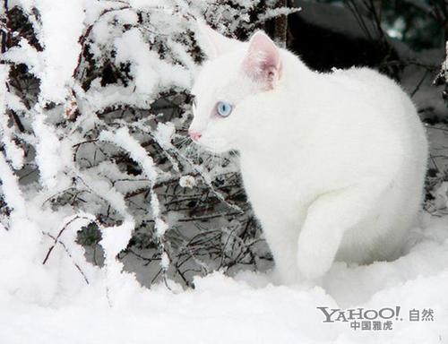 流浪猫在雪中_800字